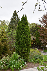 Pyramidal Arborvitae (Thuja occidentalis 'Fastigiata') at Lakeshore Garden Centres