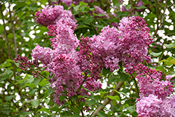 Esther Staley Lilac (Syringa vulgaris 'Esther Staley') at Lakeshore Garden Centres
