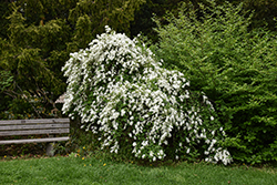 The Bride Pearlbush (Exochorda x macrantha 'The Bride') at Lakeshore Garden Centres