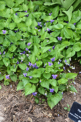 Wooly Blue Violet (Viola sororia) at Lakeshore Garden Centres