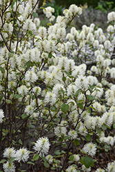 Legend Of The Fall Fothergilla (Fothergilla 'ALICE') at Lakeshore Garden Centres