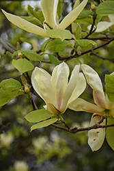 Yellow Lantern Magnolia (Magnolia 'Yellow Lantern') at Lakeshore Garden Centres