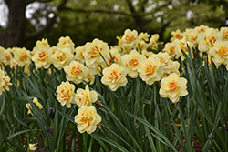 Tahiti Daffodil (Narcissus 'Tahiti') at Lakeshore Garden Centres