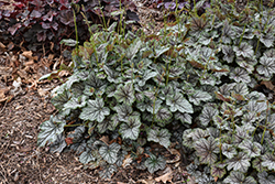 Green Spice Coral Bells (Heuchera 'Green Spice') at Lakeshore Garden Centres