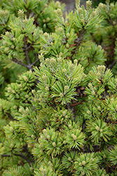 Hagoromo Japanese White Pine (Pinus parviflora 'Hagoromo') at Lakeshore Garden Centres