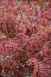 Red Autumn Lace Japanese Maple (Acer palmatum 'Red Autumn Lace') at Lakeshore Garden Centres