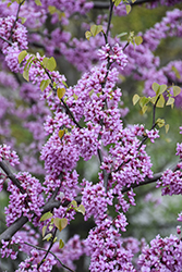 Eastern Redbud (Cercis canadensis) at Lakeshore Garden Centres