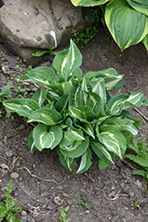 Snake Eyes Hosta (Hosta 'Snake Eyes') at Lakeshore Garden Centres