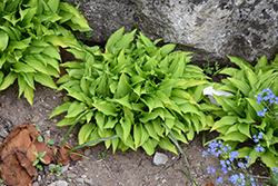 Twist Of Lime Hosta (Hosta 'Twist Of Lime') at Lakeshore Garden Centres