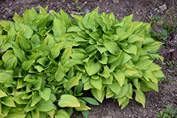 Emerald Tiara Hosta (Hosta 'Emerald Tiara') at Lakeshore Garden Centres