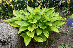 June Fever Hosta (Hosta 'June Fever') at Lakeshore Garden Centres