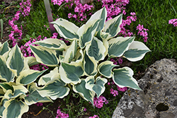 Firn Line Hosta (Hosta 'Firn Line') at Lakeshore Garden Centres