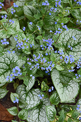 Sea Heart Bugloss (Brunnera macrophylla 'Sea Heart') at Lakeshore Garden Centres