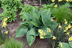 St. Paul Hosta (Hosta 'St. Paul') at Lakeshore Garden Centres