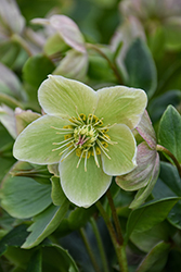 HGC Ice N' Roses White Hellebore (Helleborus 'COSEH 4500') at Lakeshore Garden Centres