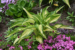 Cool As A Cucumber Hosta (Hosta 'Cool As A Cucumber') at Lakeshore Garden Centres