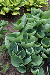 Abiqua Drinking Gourd Hosta (Hosta 'Abiqua Drinking Gourd') at Lakeshore Garden Centres