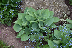 Prairie Sky Hosta (Hosta 'Prairie Sky') at Lakeshore Garden Centres