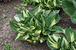 Pathfinder Hosta (Hosta 'Pathfinder') at Lakeshore Garden Centres