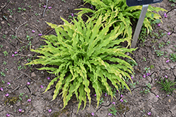 Party Streamers Hosta (Hosta 'Party Streamers') at Lakeshore Garden Centres