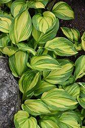 Rainbow's End Hosta (Hosta 'Rainbow's End') at Lakeshore Garden Centres