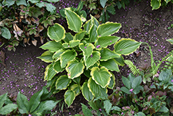 Sugar And Spice Hosta (Hosta 'Sugar And Spice') at Lakeshore Garden Centres