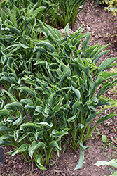 Praying Hands Hosta (Hosta 'Praying Hands') at Lakeshore Garden Centres