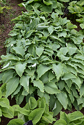 Neptune Hosta (Hosta 'Neptune') at Lakeshore Garden Centres
