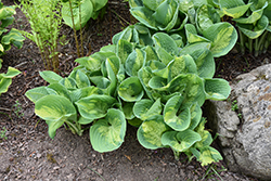 Popcorn Hosta (Hosta 'Popcorn') at Lakeshore Garden Centres