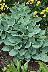 Prairie Sky Hosta (Hosta 'Prairie Sky') at Lakeshore Garden Centres