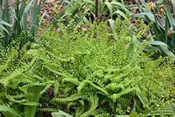 Northern Maidenhair Fern (Adiantum pedatum) at Lakeshore Garden Centres