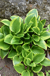 Queen Josephine Hosta (Hosta 'Queen Josephine') at Lakeshore Garden Centres