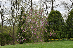 Spectrum Magnolia (Magnolia 'Spectrum') at Lakeshore Garden Centres