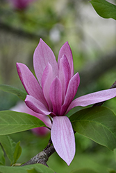 Spectrum Magnolia (Magnolia 'Spectrum') at Lakeshore Garden Centres