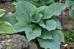 Blueberry Muffin Hosta (Hosta 'Blueberry Muffin') at Lakeshore Garden Centres