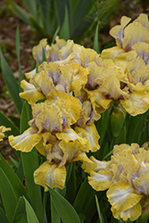 Paradigm Shift Iris (Iris 'Paradigm Shift') at Lakeshore Garden Centres