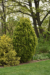 Morgan Oriental Arborvitae (Thuja orientalis 'Morgan') at Lakeshore Garden Centres