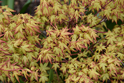 Katsura Hime Japanese Maple (Acer palmatum 'Katsura Hime') at Lakeshore Garden Centres