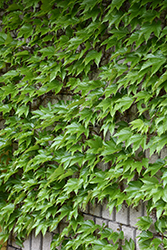 Boston Ivy (Parthenocissus tricuspidata) at Lakeshore Garden Centres