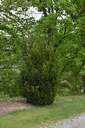 Hill's Yew (Taxus x media 'Hillii') at Lakeshore Garden Centres