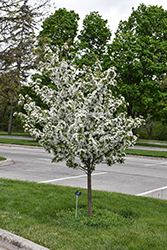 Harvest Gold Flowering Crab (Malus 'Harvest Gold') at Lakeshore Garden Centres