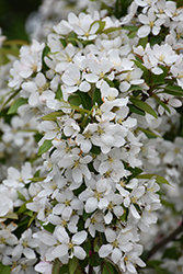 Harvest Gold Flowering Crab (Malus 'Harvest Gold') at Lakeshore Garden Centres