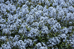 Storm Cloud Bluestar (Amsonia tabernaemontana 'Storm Cloud') at Lakeshore Garden Centres