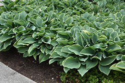 Regal Splendor Hosta (Hosta 'Regal Splendor') at Lakeshore Garden Centres