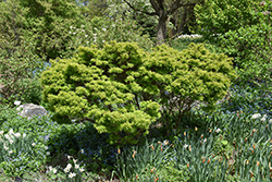 Sharp's Pygmy Japanese Maple (Acer palmatum 'Sharp's Pygmy') at Lakeshore Garden Centres
