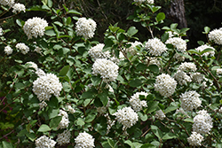Cayuga Viburnum (Viburnum x carlcephalum 'Cayuga') at Lakeshore Garden Centres