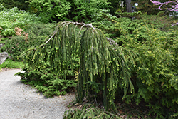 Cobra Norway Spruce (Picea abies 'Cobra') at Lakeshore Garden Centres