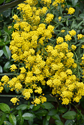 Golden Spring Alpine Alyssum (Alyssum wulfenianum 'Golden Spring') at Lakeshore Garden Centres