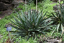 Hairy Adam's Needle (Yucca filamentosa 'Hairy') at Lakeshore Garden Centres
