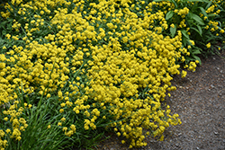 Golden Spring Alpine Alyssum (Alyssum wulfenianum 'Golden Spring') at Lakeshore Garden Centres
